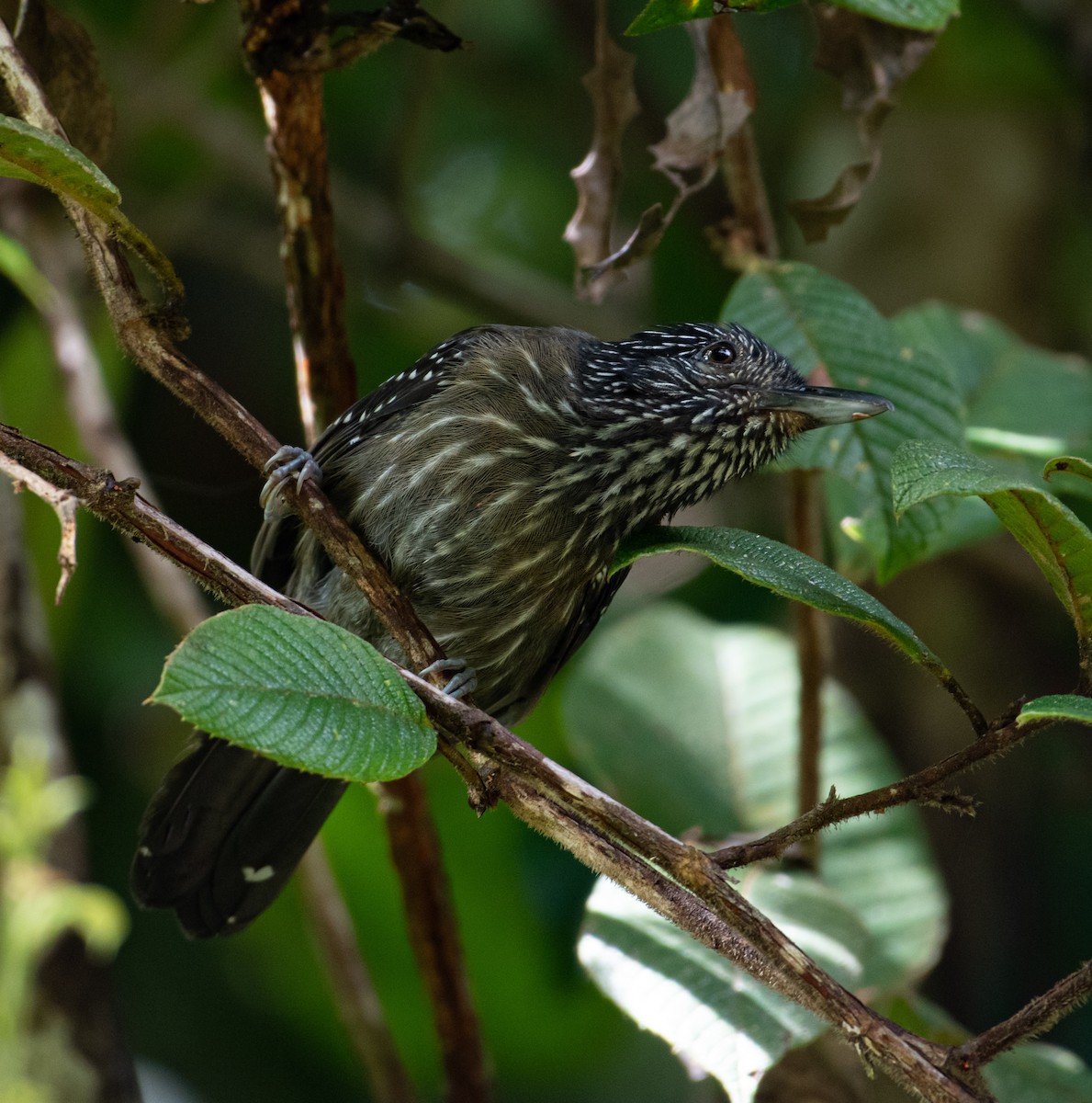 Black-hooded Antshrike - ML499300301