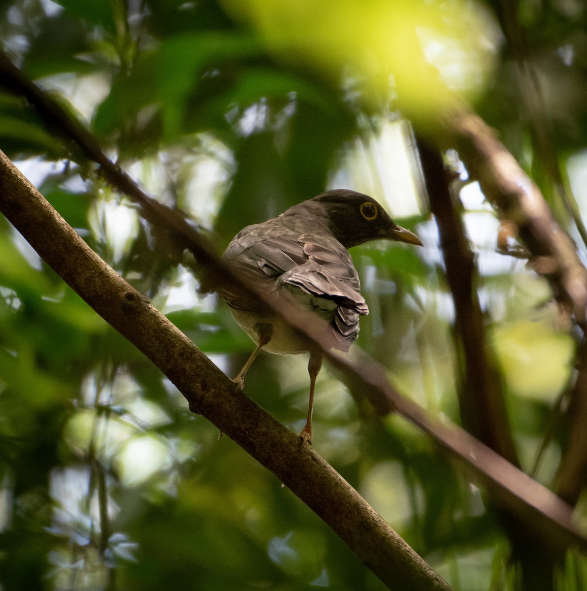 White-throated Thrush - ML499300381