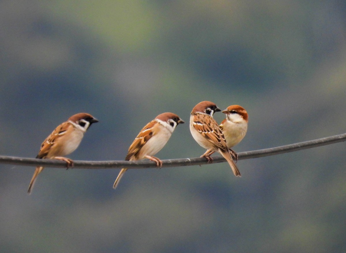 Russet Sparrow - ML499301221