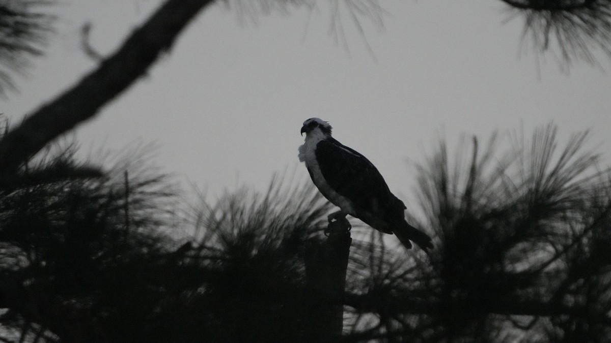 Osprey - Hunter Book