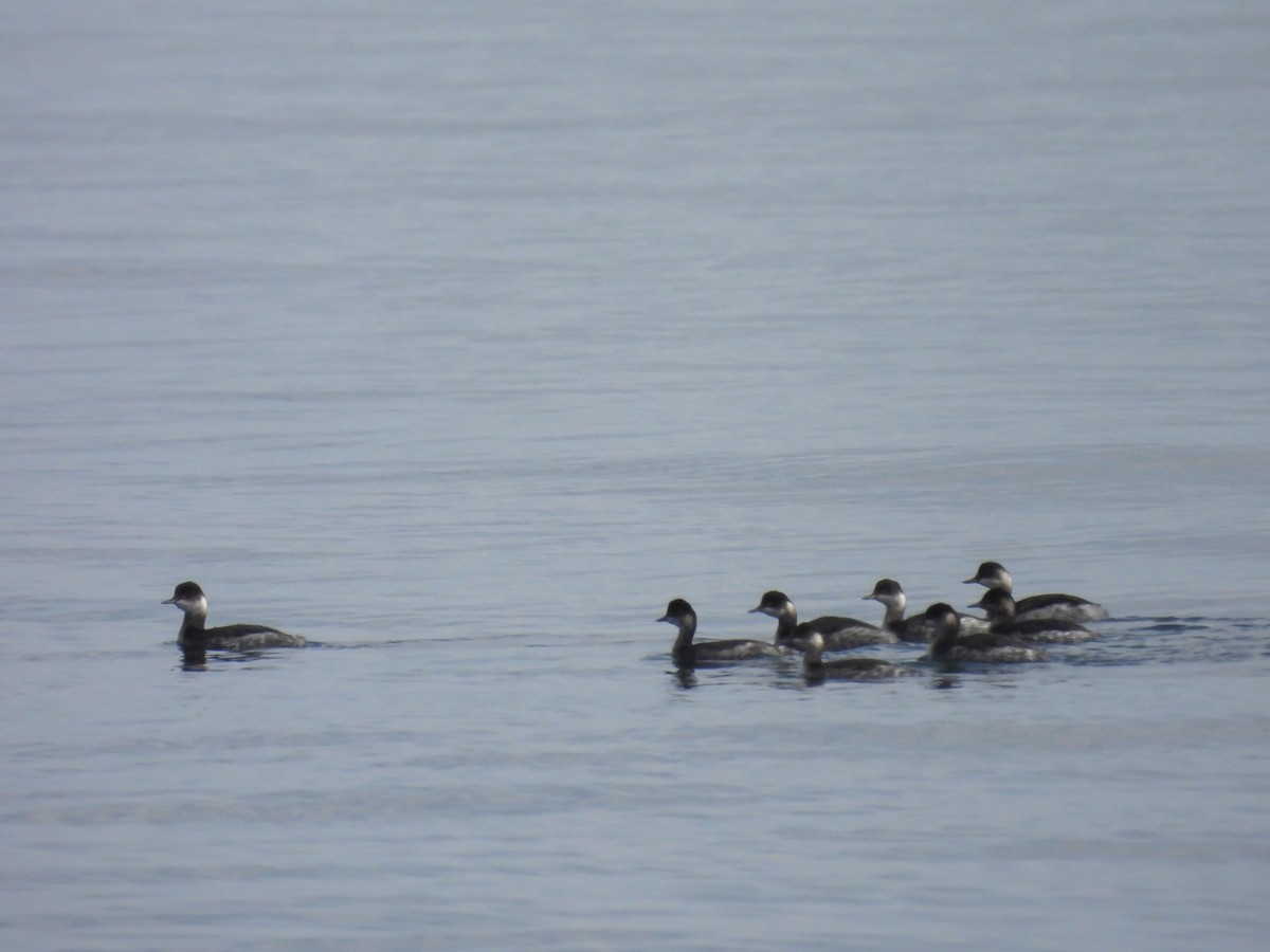 Eared Grebe - ML499302651