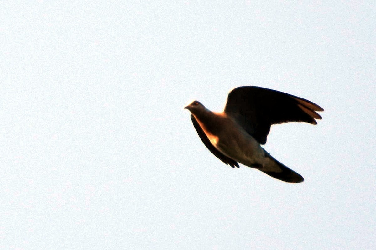 Common Wood-Pigeon - Harish Dobhal