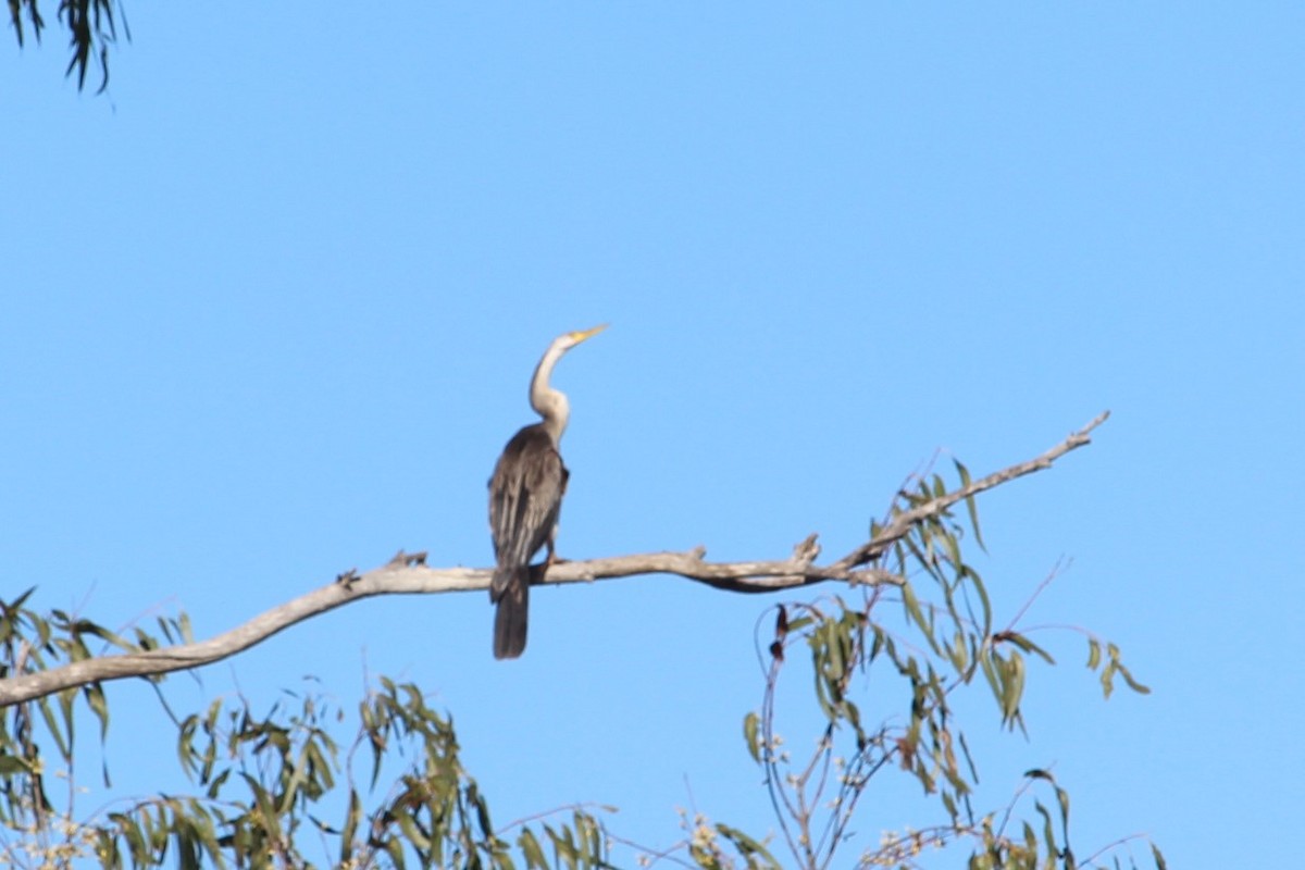 Australasian Darter - Jan and Larry Martin