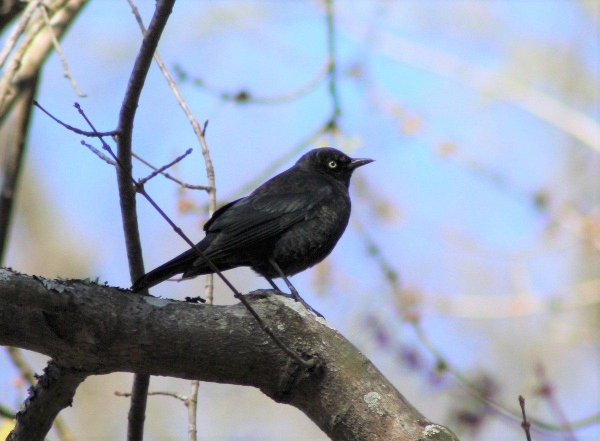 Rusty Blackbird - ML49930751