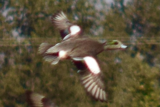 American Wigeon - ML499307901