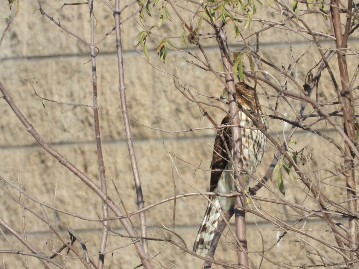 Sharp-shinned/Cooper's Hawk - Avo Stilt