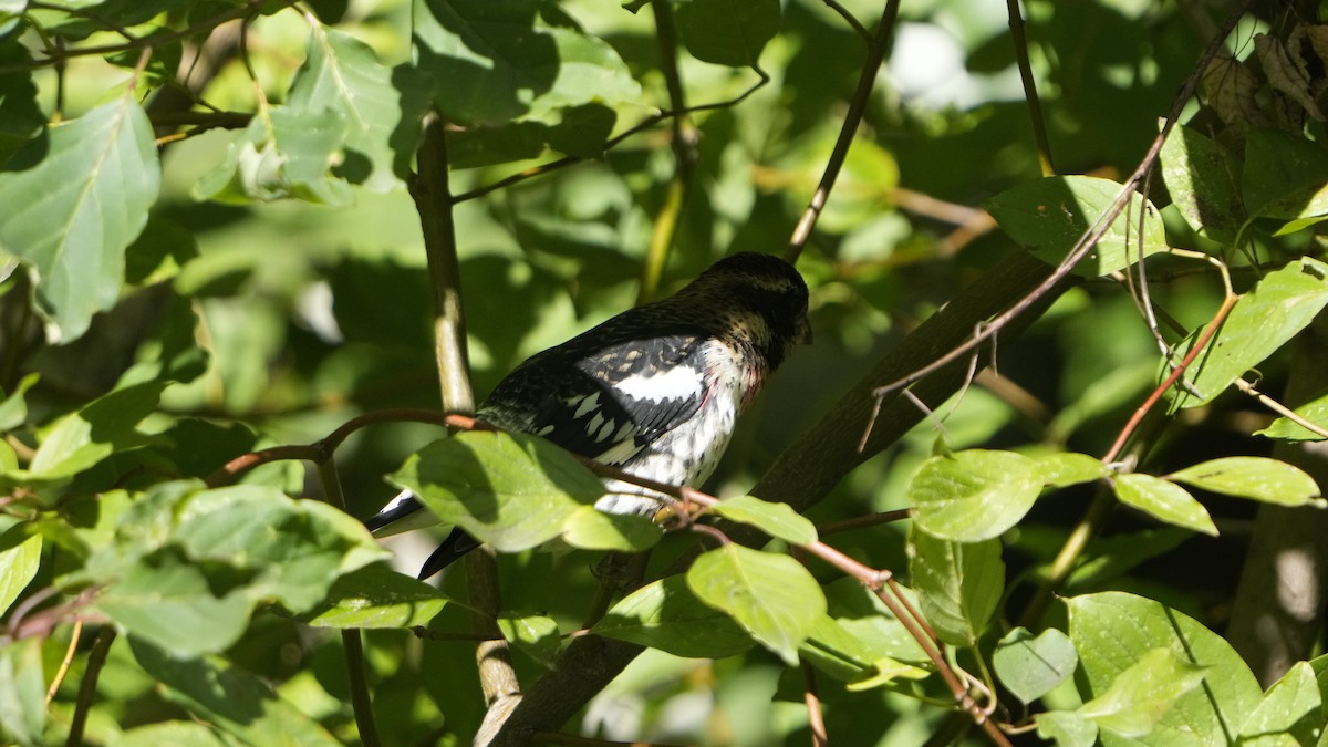 Rose-breasted Grosbeak - ML499310571