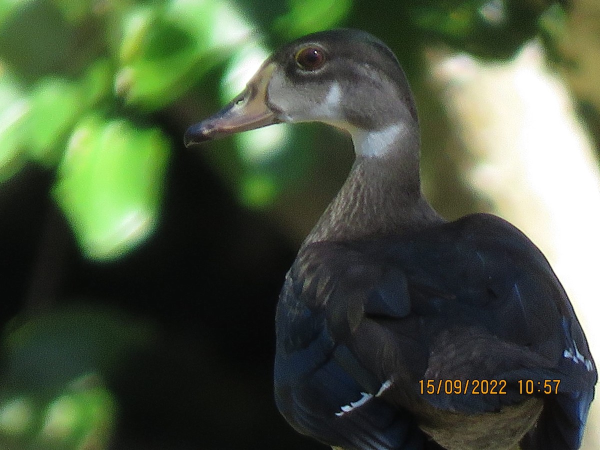 Wood Duck - club de observadores de aves cubanas