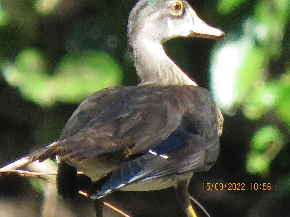 Wood Duck - club de observadores de aves cubanas
