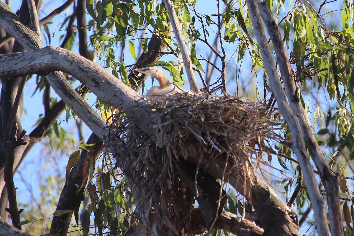 Australasian Darter - ML499312251