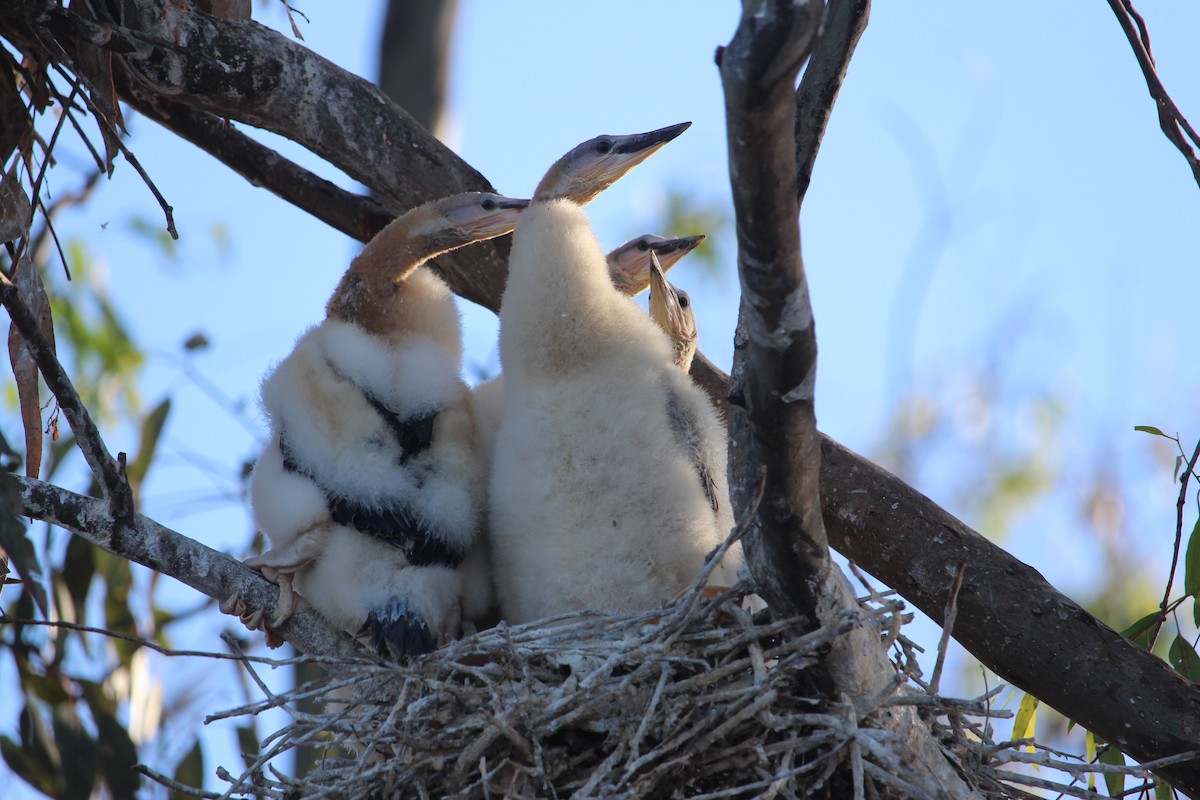 Australasian Darter - ML499312331