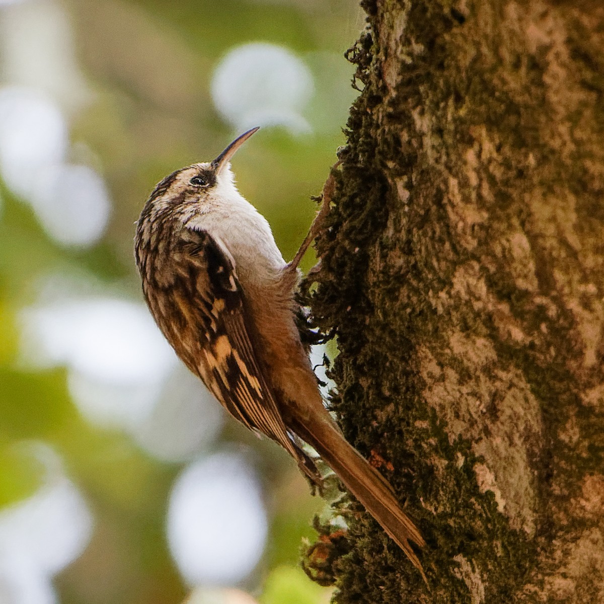 Brown Creeper - ML499314281