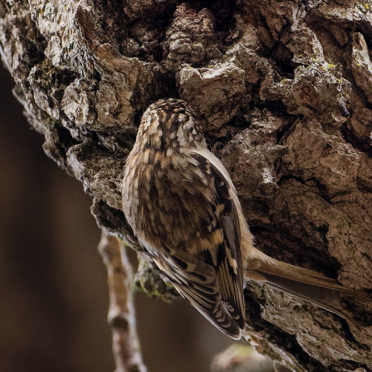 Brown Creeper - ML499314301