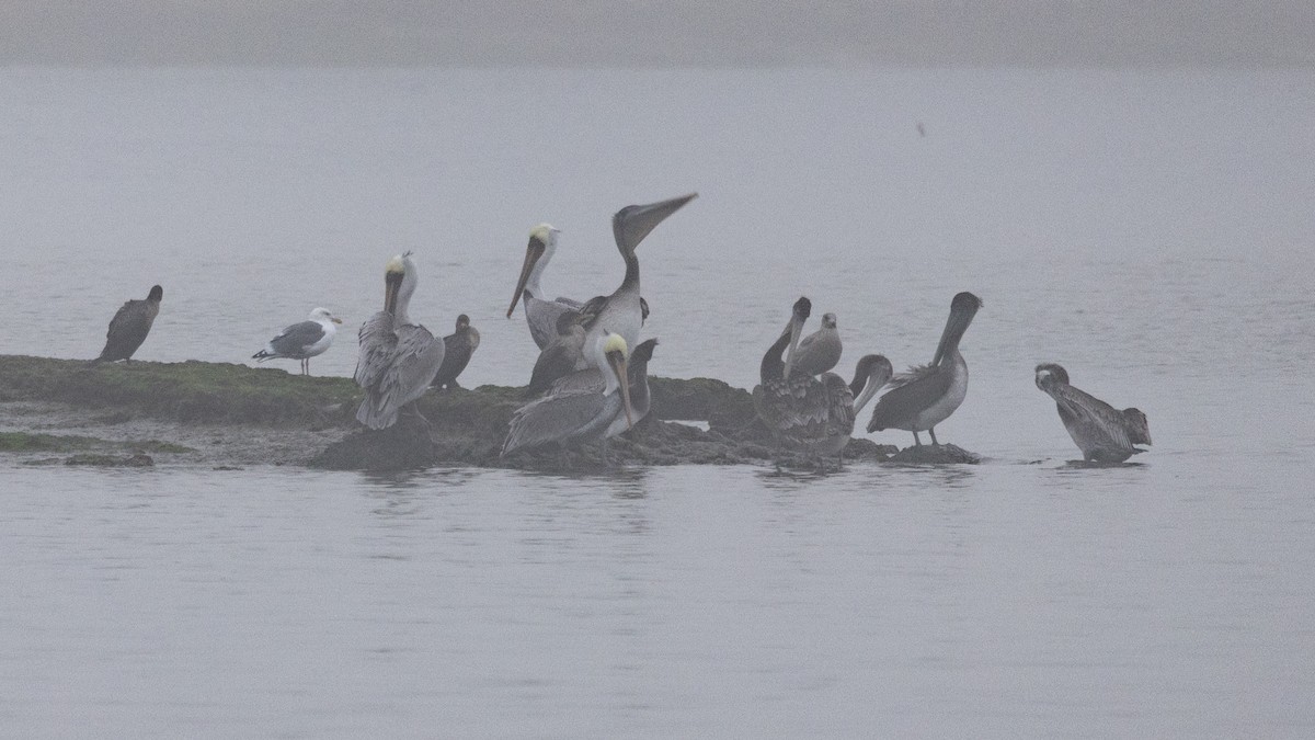 Brown Pelican - ML499315221