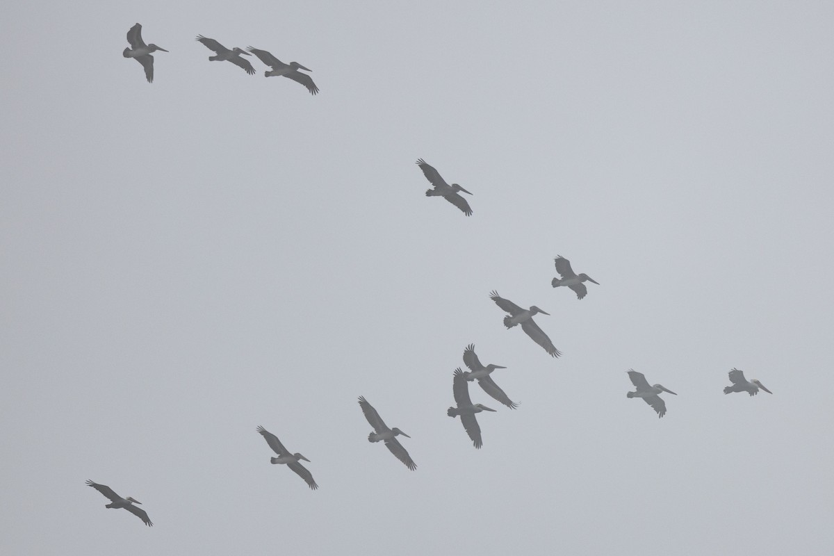 Brown Pelican - ML499315231