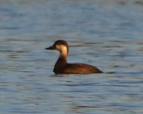 Black Scoter - ML499315321
