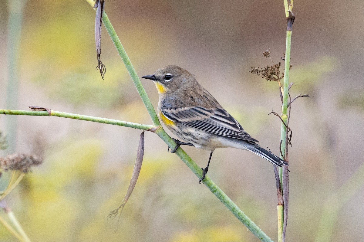 Yellow-rumped Warbler - ML499315461