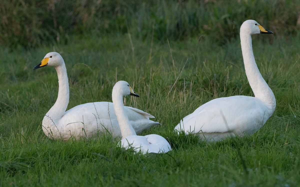 Whooper Swan - ML499316821