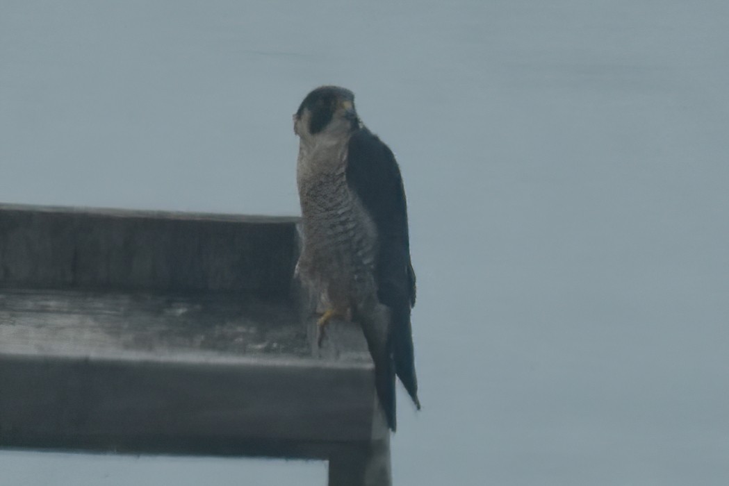 Peregrine Falcon - ML499317021