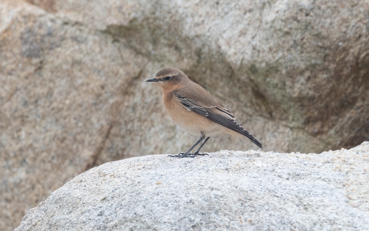 Northern Wheatear - ML499317521