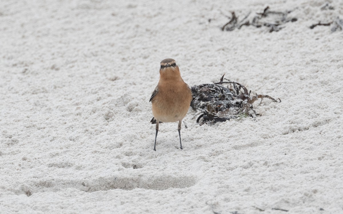 Northern Wheatear - ML499317531