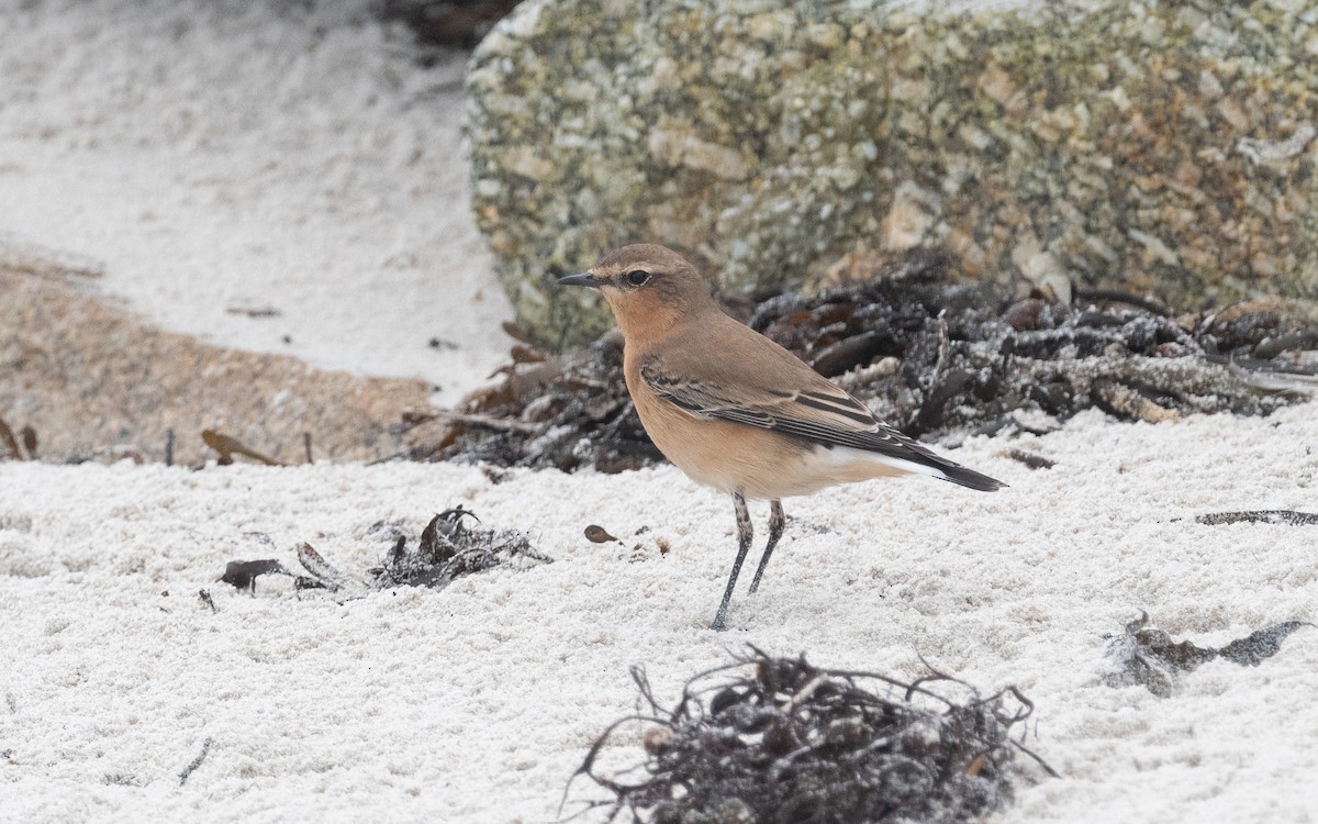 Northern Wheatear - ML499317551