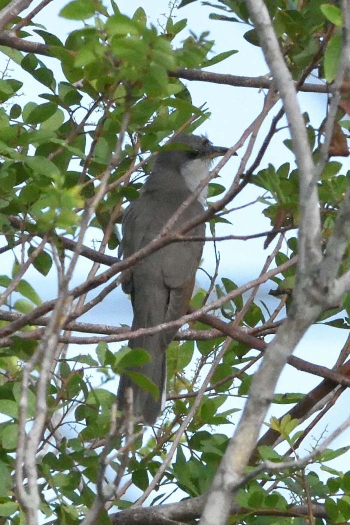 Yellow-billed Cuckoo - ML499317681