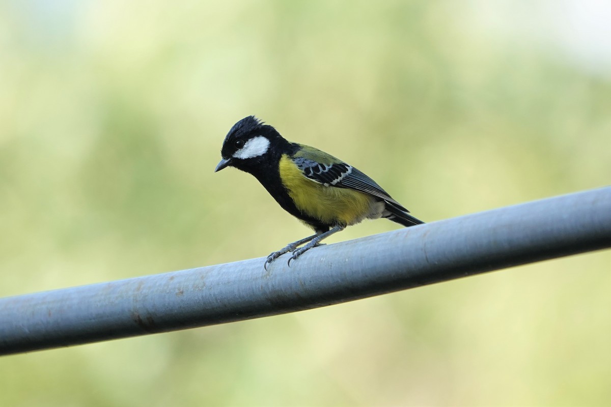 Green-backed Tit - ML499318571