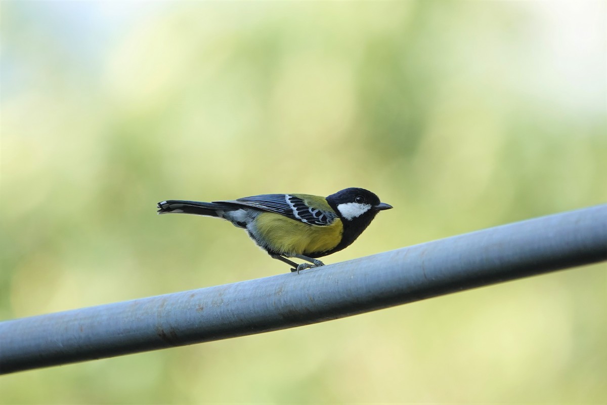 Green-backed Tit - ML499318581