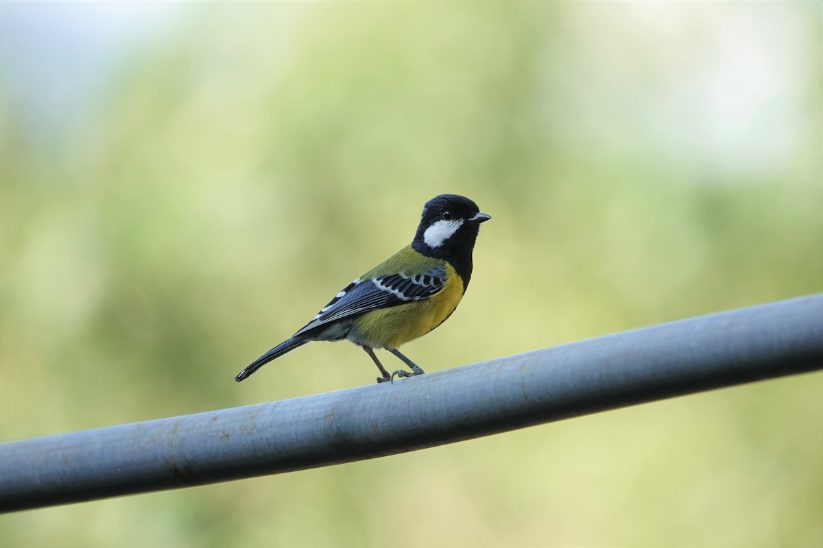 Green-backed Tit - ML499318591