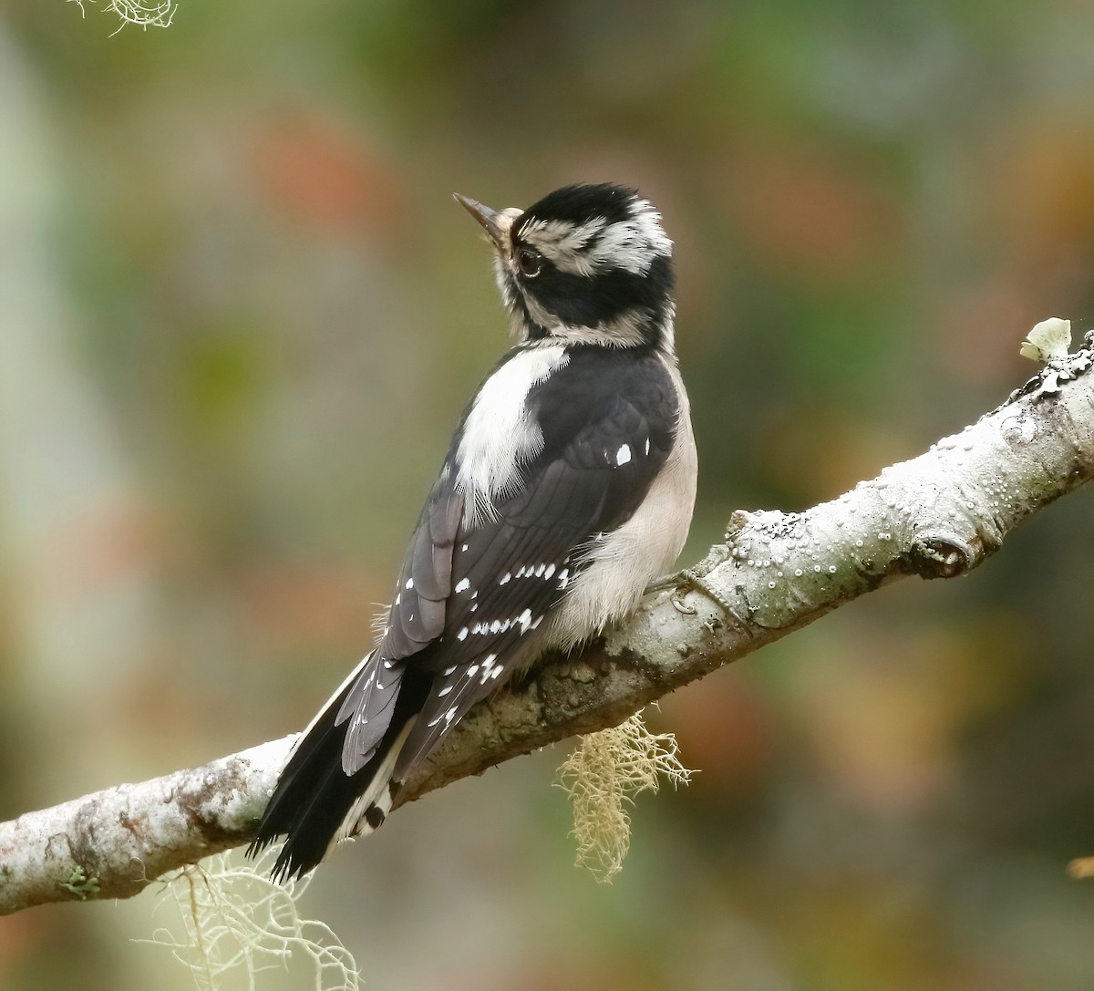 Downy Woodpecker - ML499319721