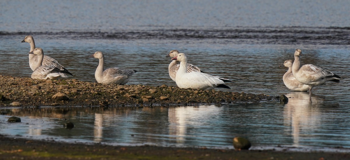Snow Goose - ML499320261