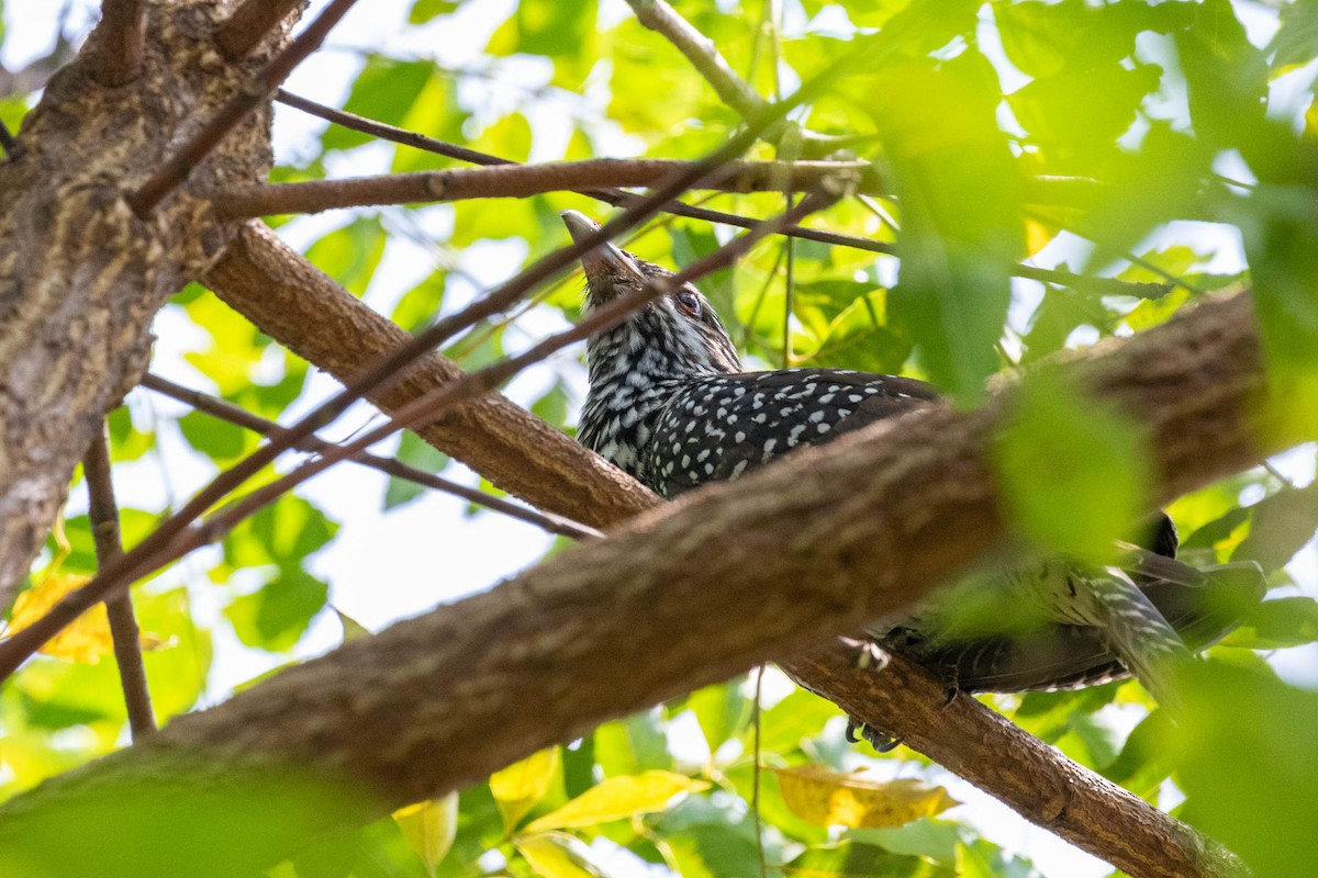 Asian Koel - ML499320871