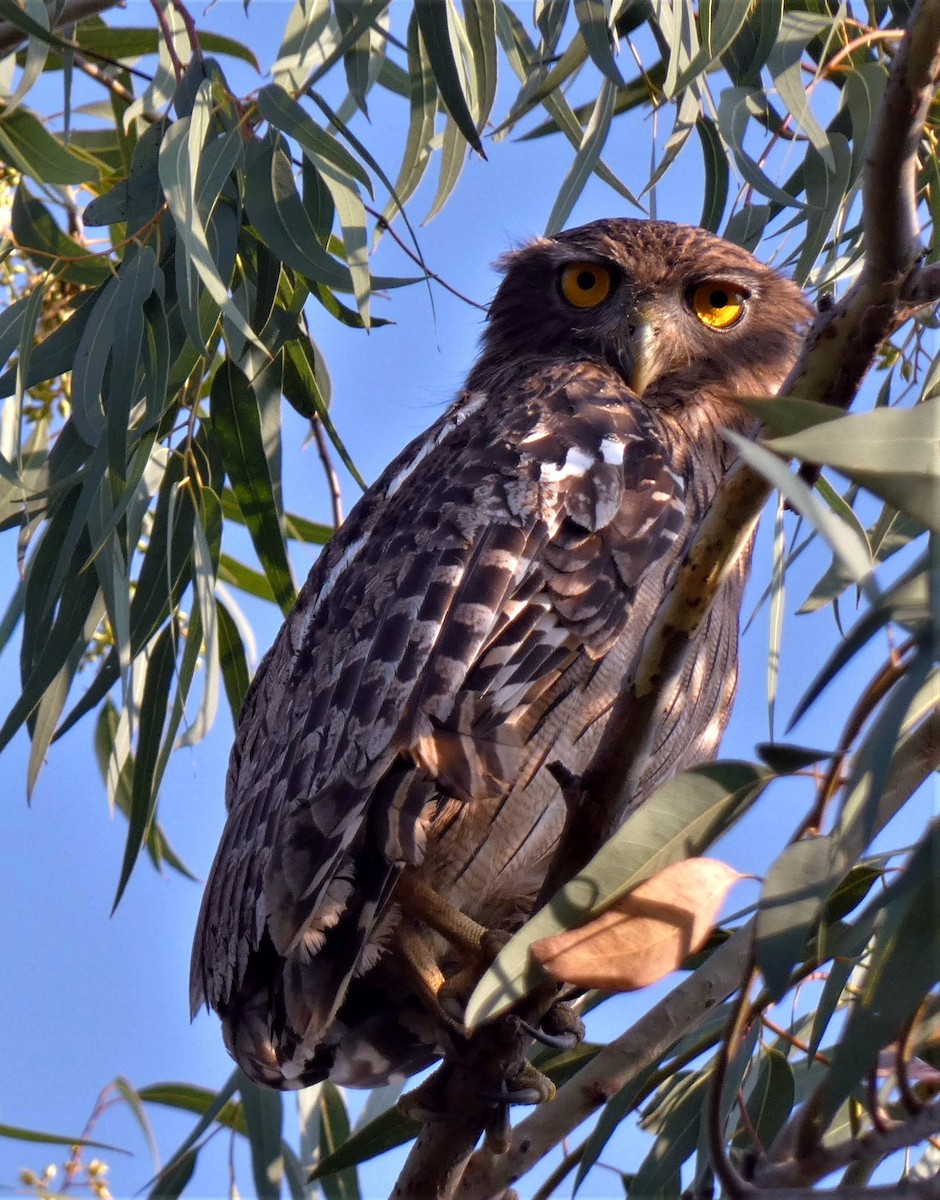 Brown Fish-Owl - ML499321411