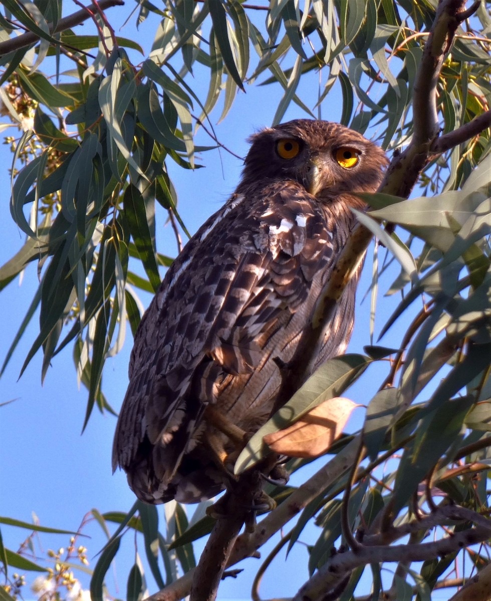 Brown Fish-Owl - ML499321421