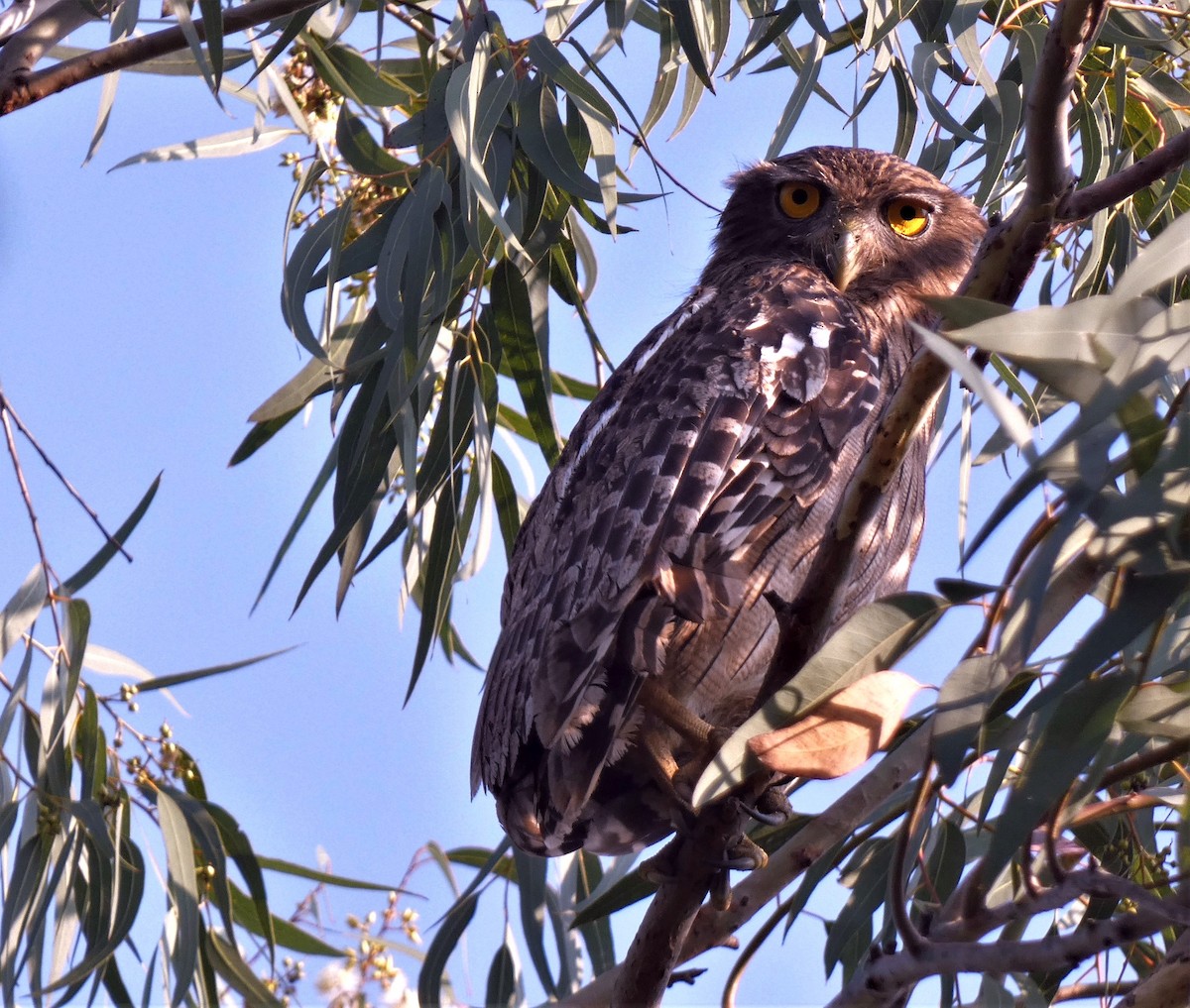 Brown Fish-Owl - ML499321431