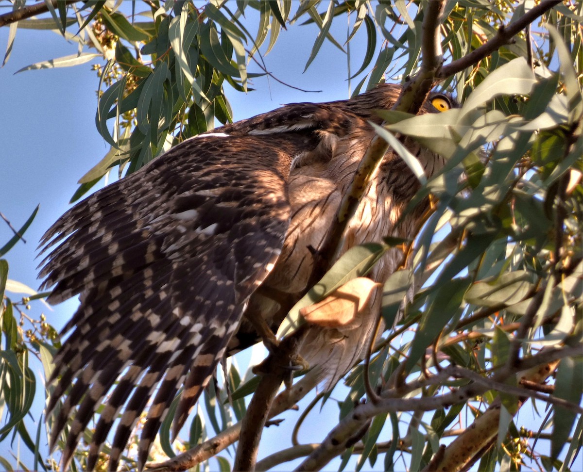 Brown Fish-Owl - Santharam V