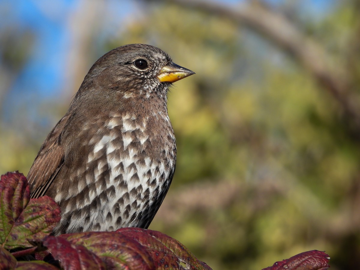 Fox Sparrow (Sooty) - ML499322351