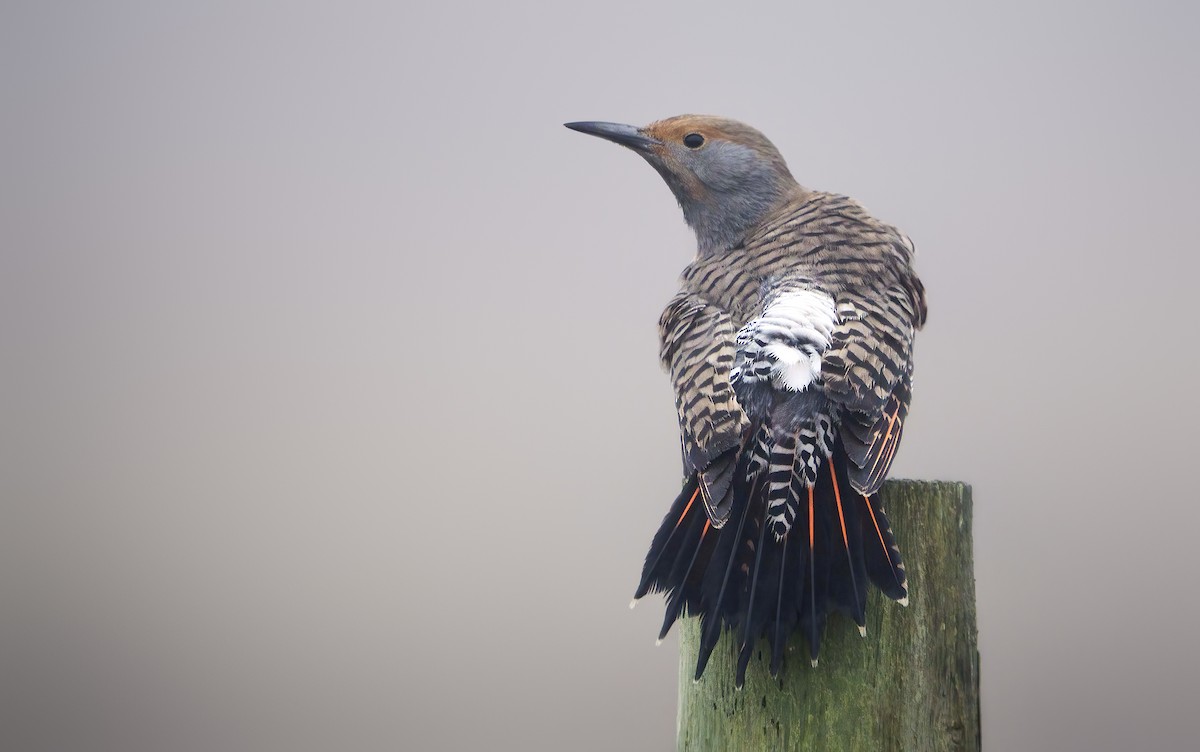 Northern Flicker (Red-shafted) - Anonymous