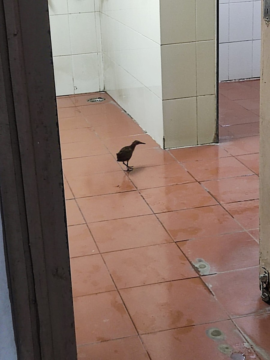 Slaty-breasted Rail - ML499323921