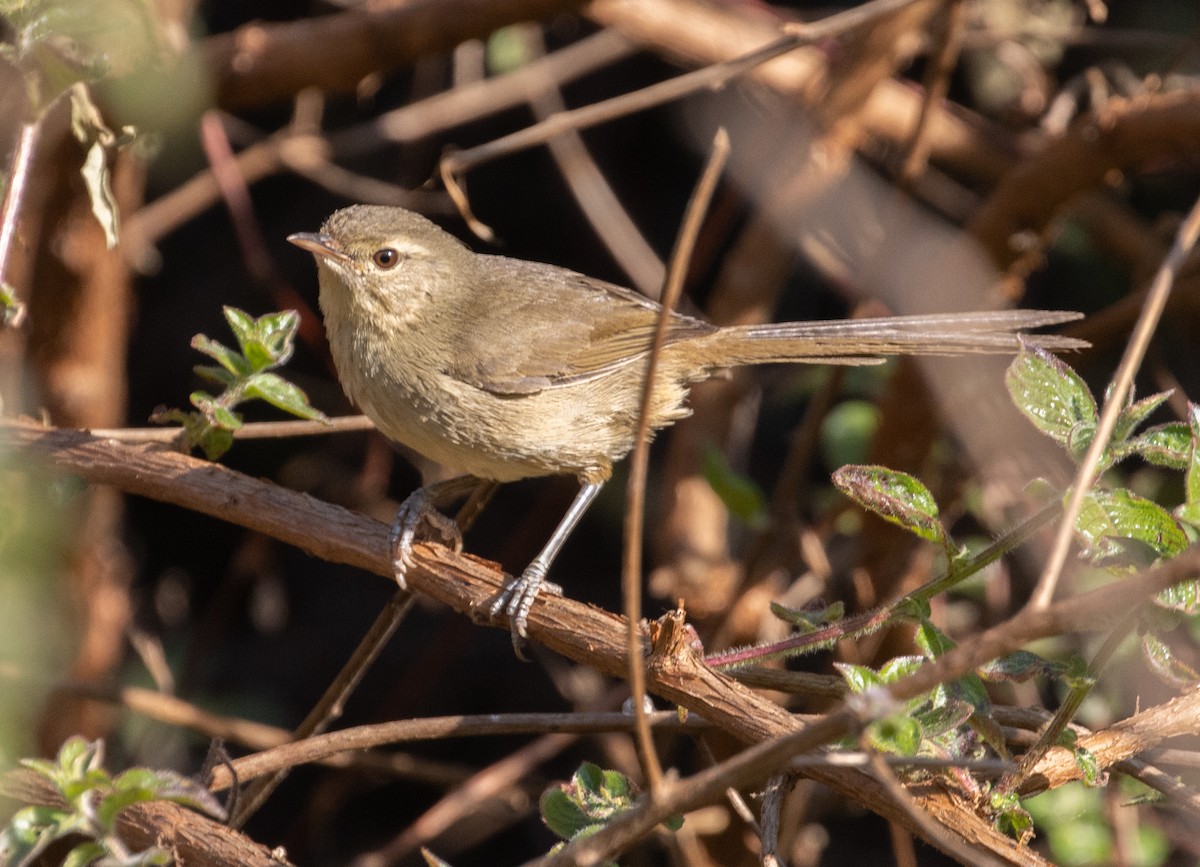 Malagasy Brush-Warbler (Malagasy) - ML499324361