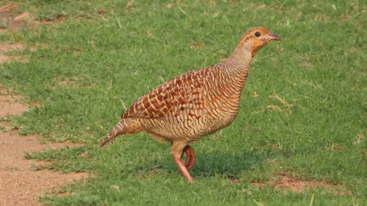 Gray Francolin - ML499327131