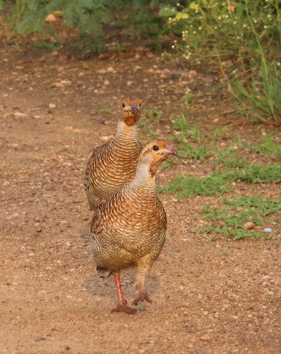 Gray Francolin - ML499327141