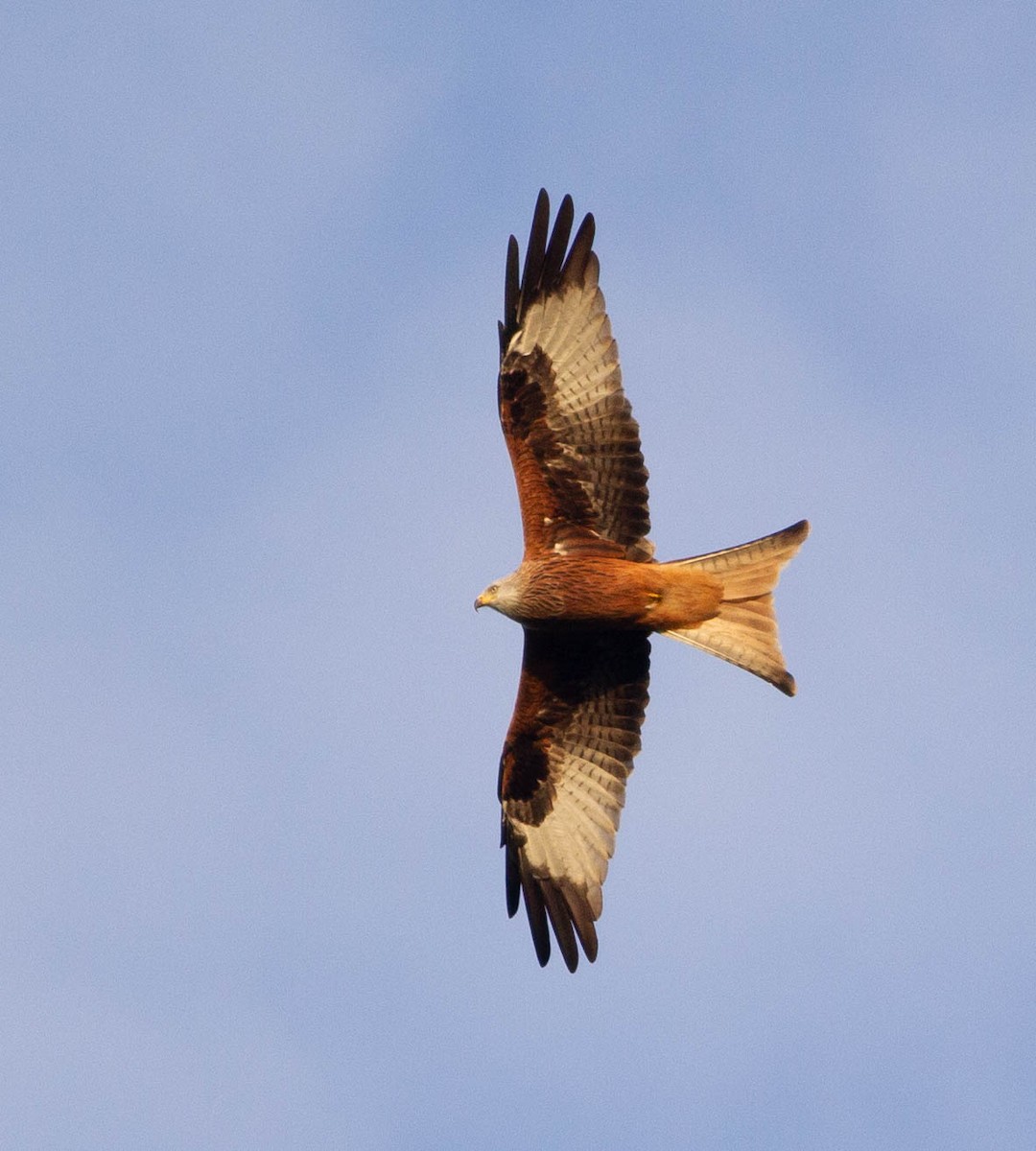 Nibbio reale - ML499327611