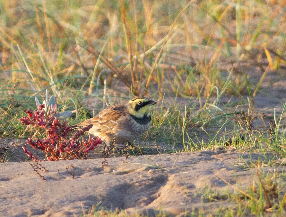 Allodola golagialla - ML499327851