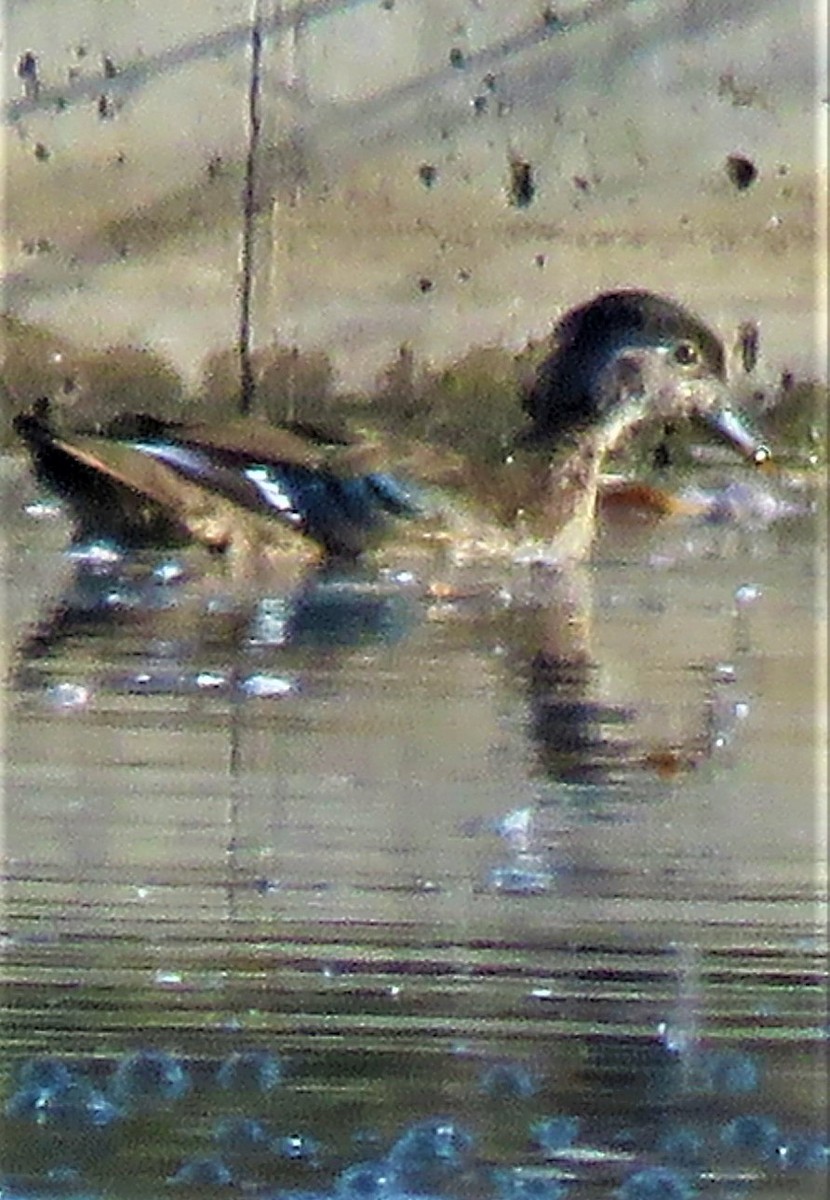 Wood Duck - ML499327931