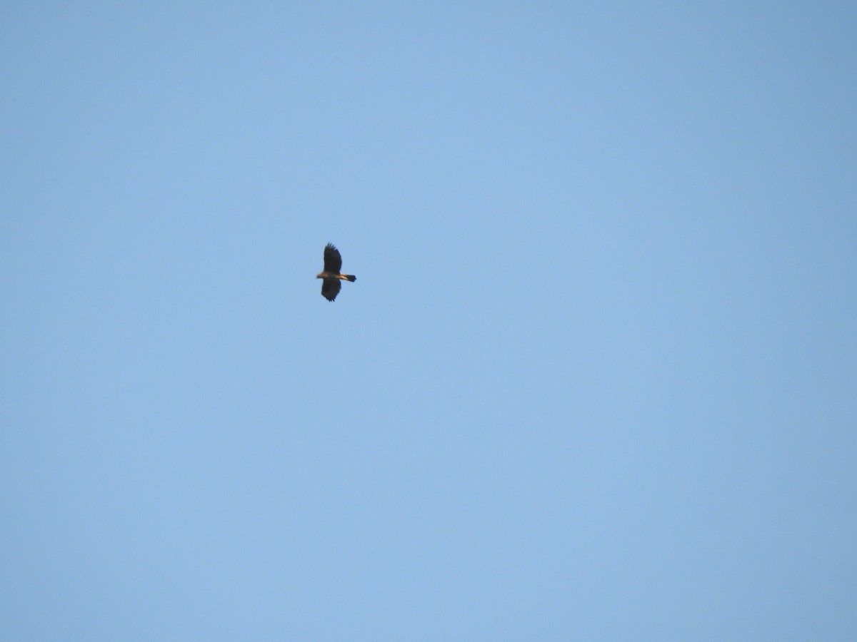 Bonelli's Eagle - Angel Guardiola Gómez