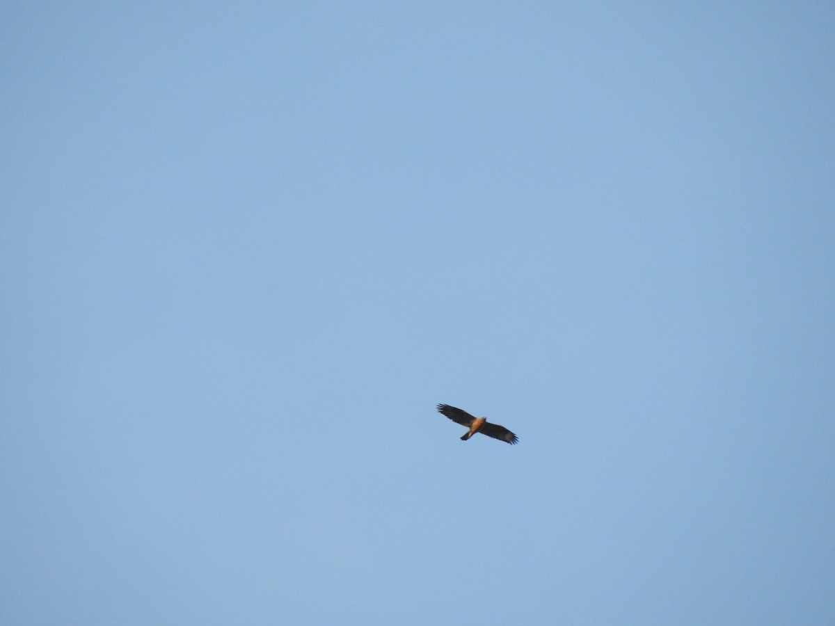 Bonelli's Eagle - Angel Guardiola Gómez