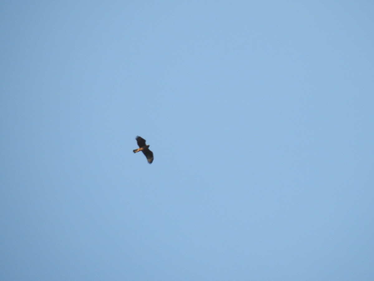 Bonelli's Eagle - Angel Guardiola Gómez