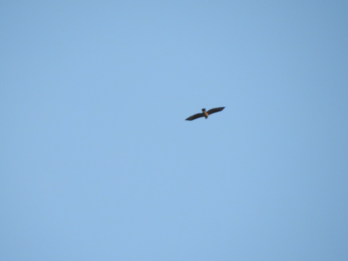 Bonelli's Eagle - Angel Guardiola Gómez